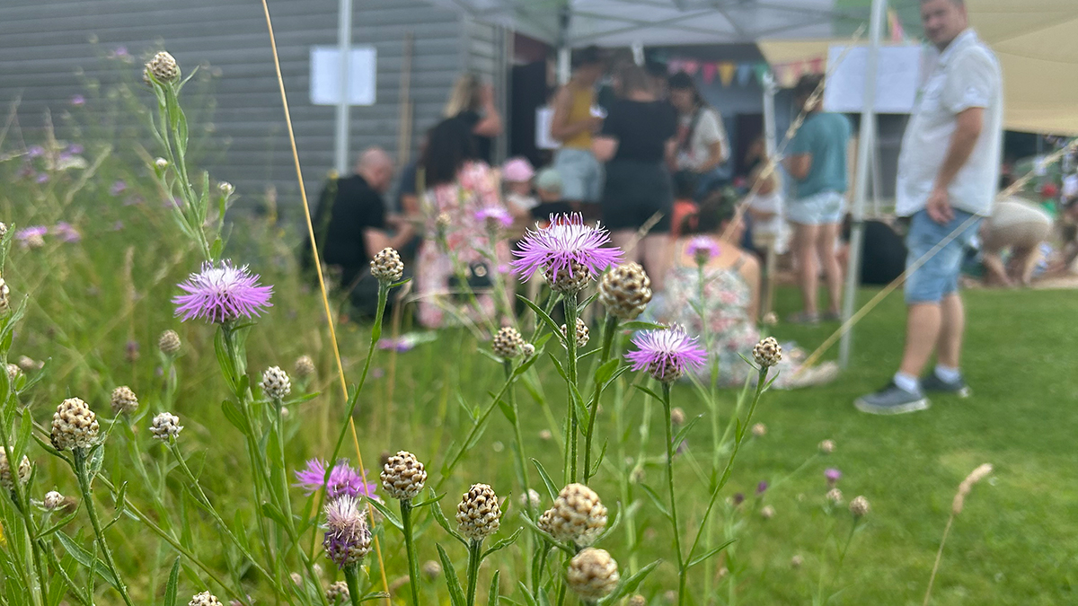 Nahaufnahme von lila Blüten auf einer Wiese, im Hintergrund feiern Menschen das LamiKita-Sommerfest unter einem Pavillon.