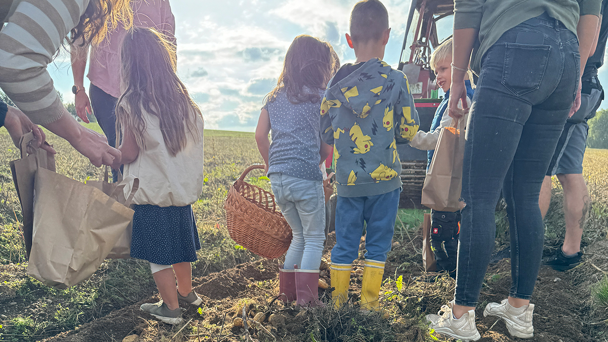 Kinder und Erwachsene sammeln beim LamiKita-Kartoffelfest Kartoffeln auf einem Feld Kinder und Erwachsene sammeln beim LamiKita-Kartoffelfest Kartoffeln auf einem Feld