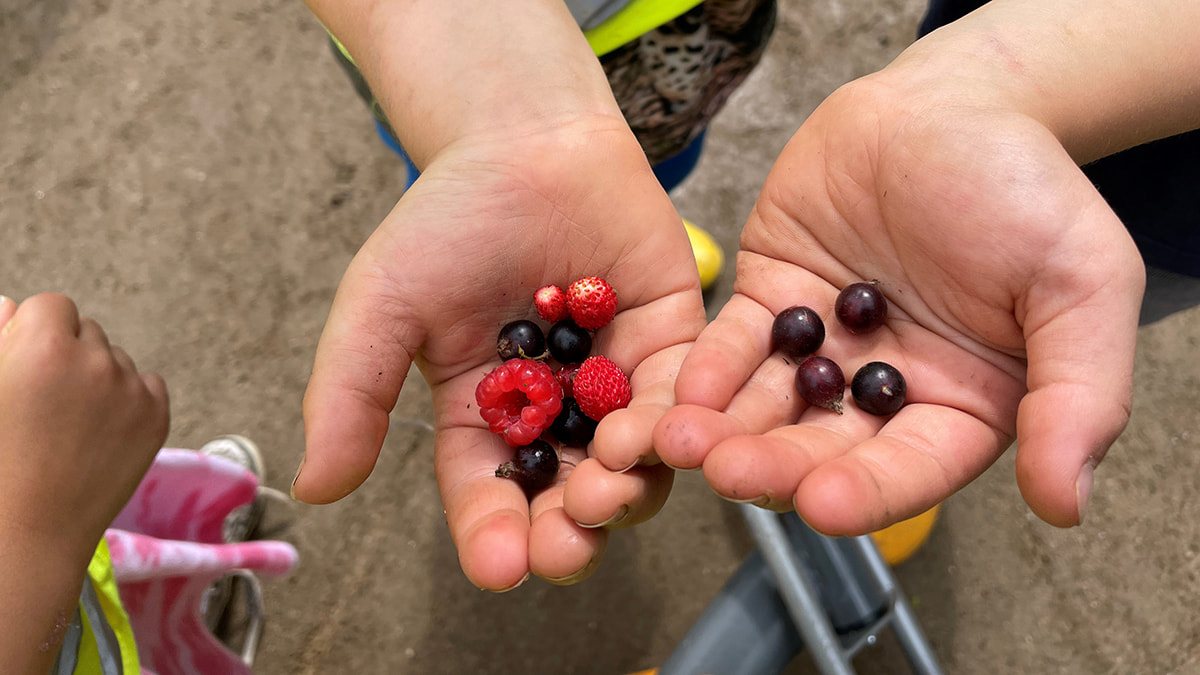Kind hält frisch gefplückte Beeren aus dem LamiKita Garten in den Händen, darunter Himbeeren, Erdbeeren und schwarze Johannisbeeren