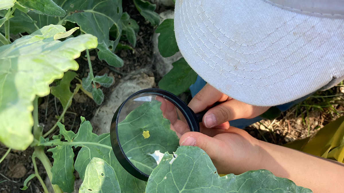  Kind mit Baseballkappe untersucht ein Blatt im Garten mit einer Lupe